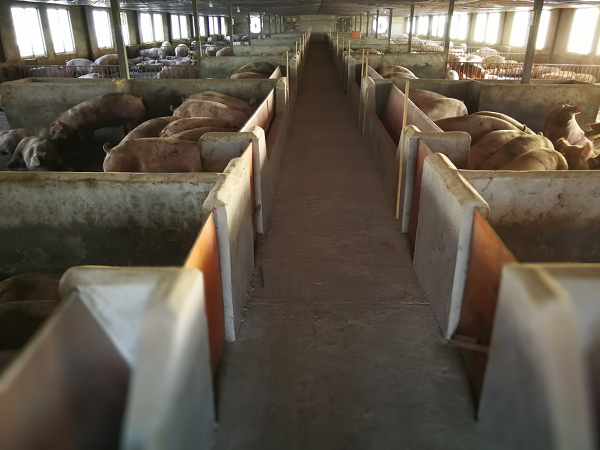 徽商期货助力兰坪县有效提升生猪养殖效益