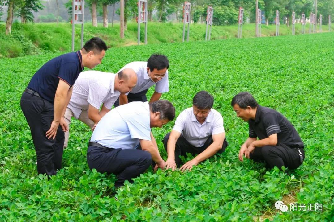 辽宁兴城花生“保险+期货”项目顺利结项 中信期货助力当地花生种植业稳定发展