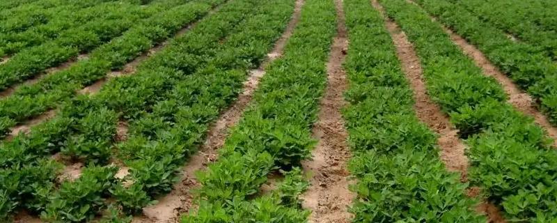 辽宁兴城花生“保险+期货”项目顺利结项 中信期货助力当地花生种植业稳定发展