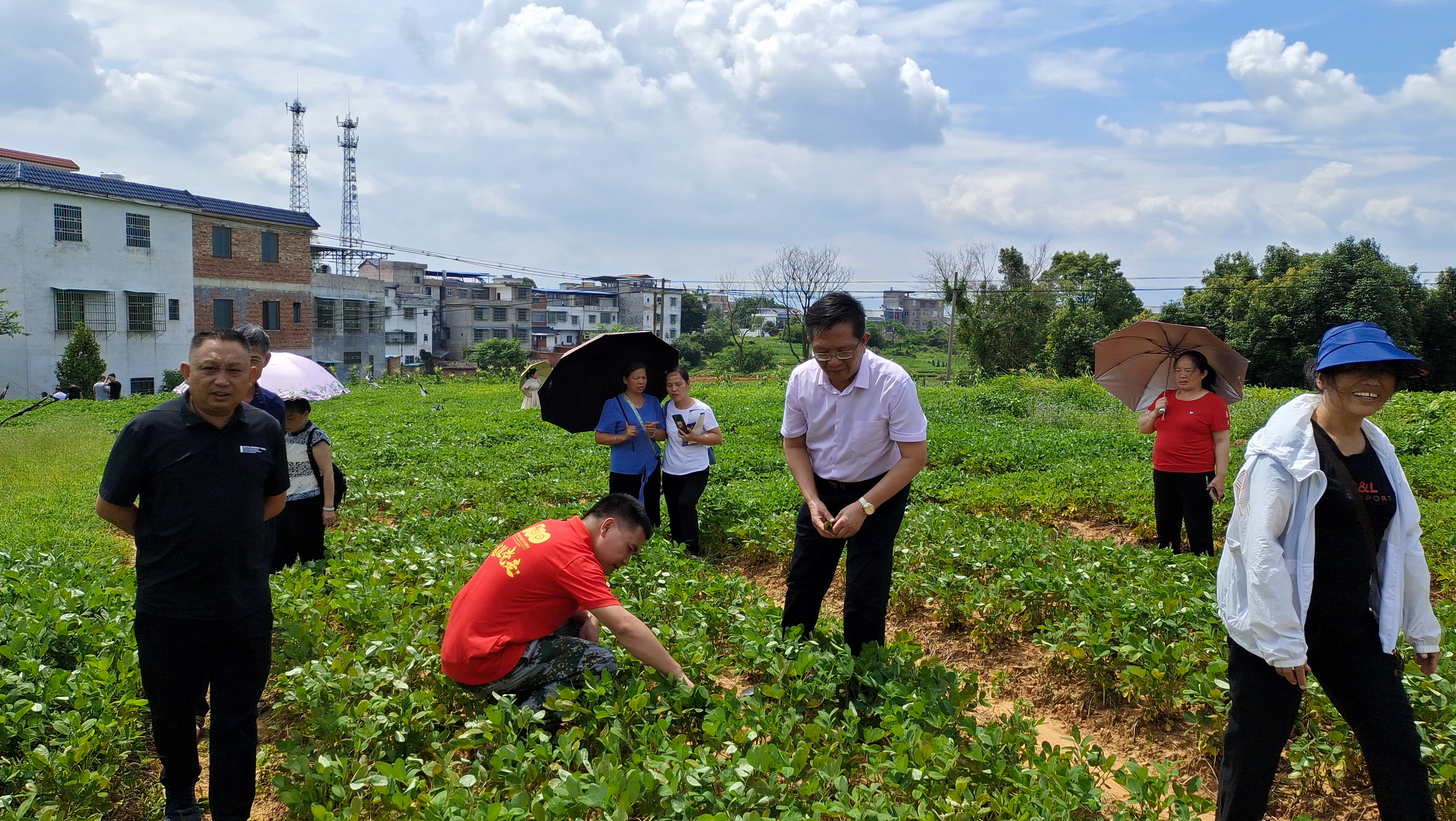 辽宁兴城花生“保险+期货”项目顺利结项 中信期货助力当地花生种植业稳定发展