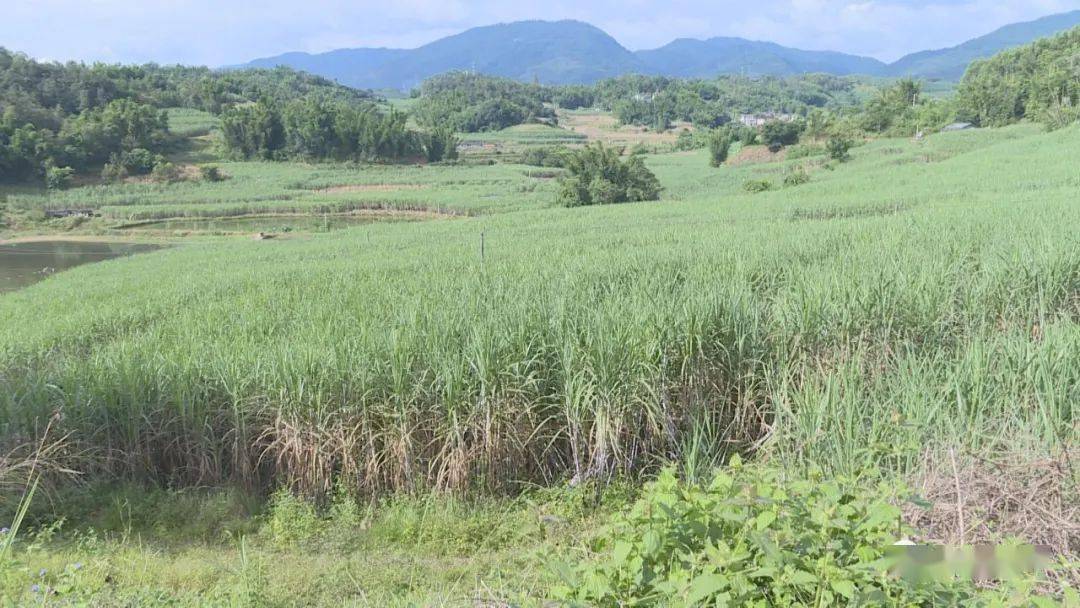 宾阳县白糖“保险+期货”项目完成赔付