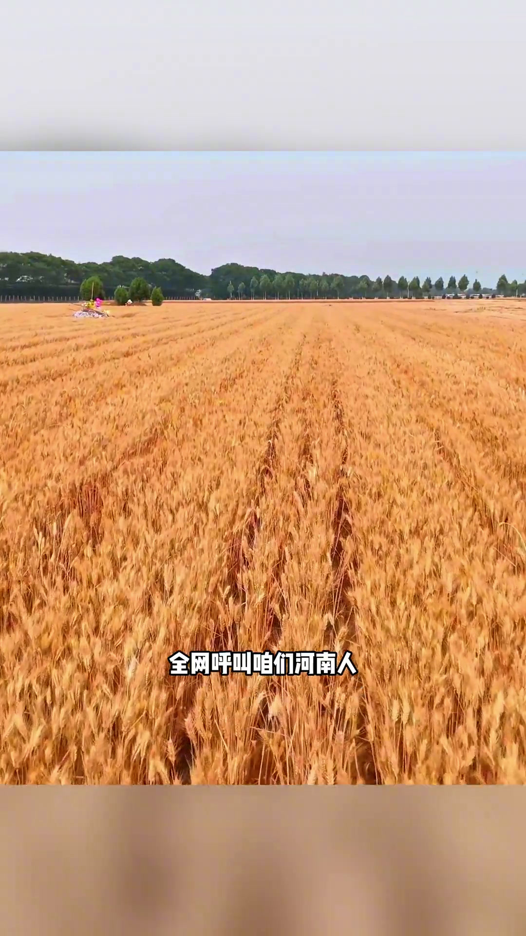 新华全媒+丨风吹麦浪好“丰”景——多地小麦机收一线见闻