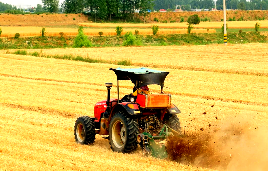 沉甸甸的收获——2025年夏季粮油收获一线观察