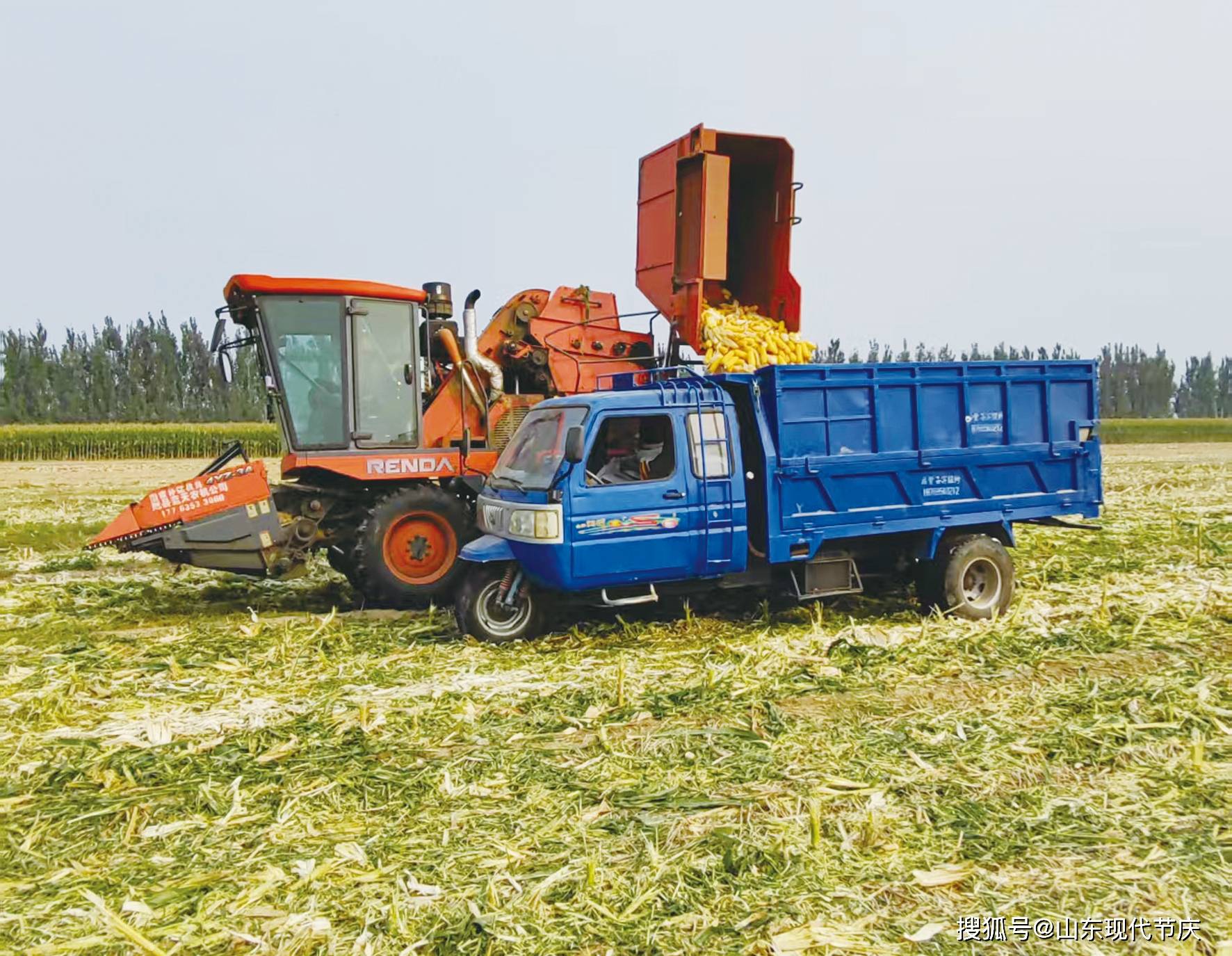 沉甸甸的收获——2025年夏季粮油收获一线观察