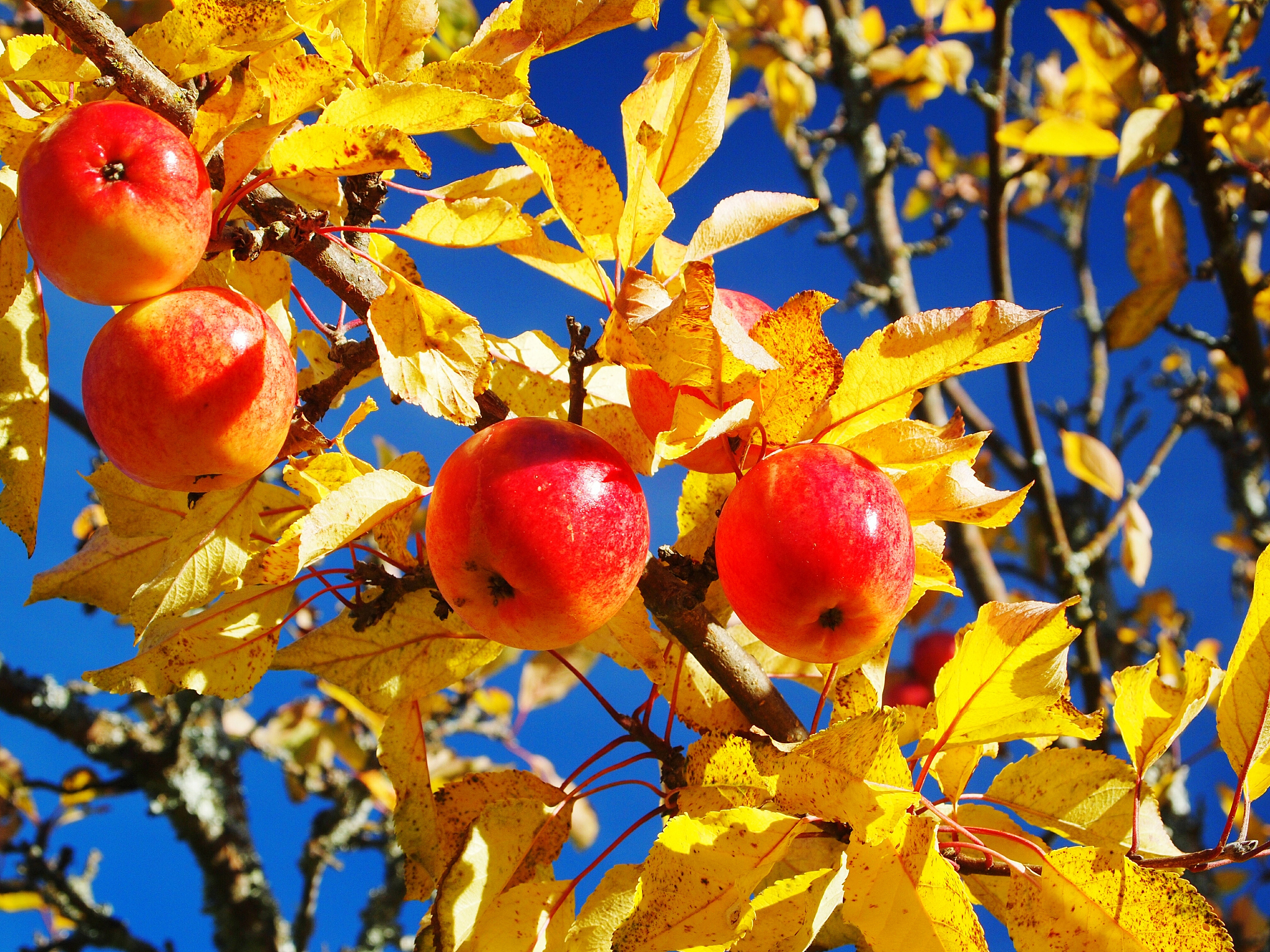 沉甸甸的收获——2025年夏季粮油收获一线观察