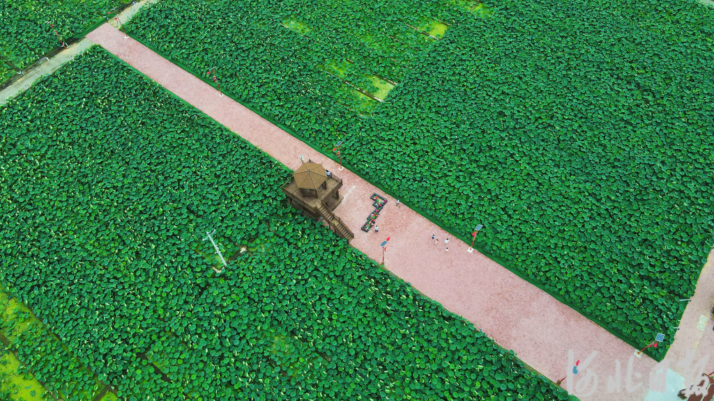 中央企业多措并举激活乡村振兴绿色动能