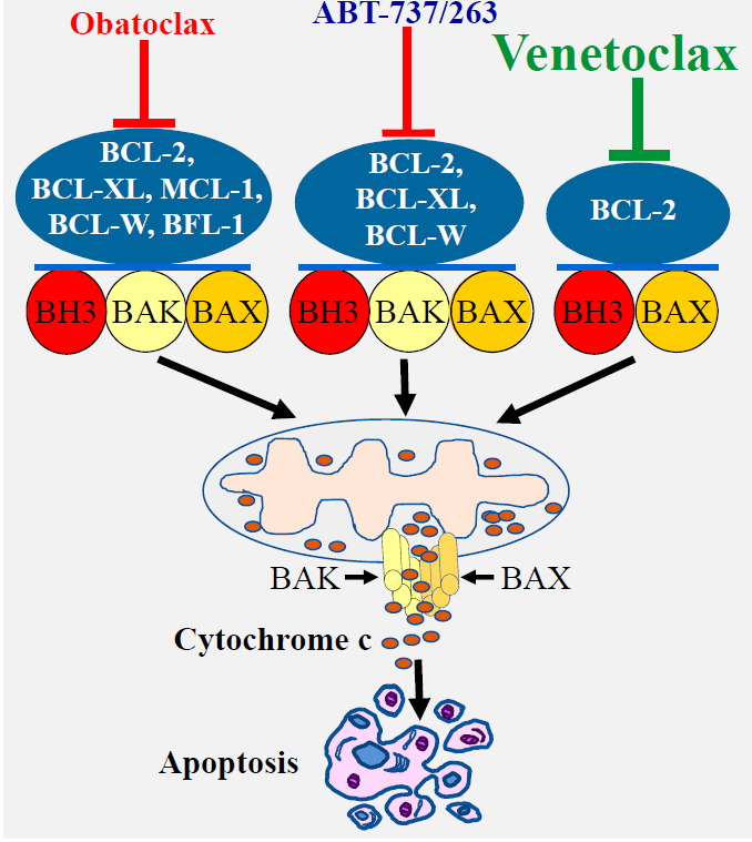 诺诚健华：新型BCL2抑制剂Mesutoclax治疗BTKi经治的套细胞淋巴瘤注册临床试验完成首例患者给药