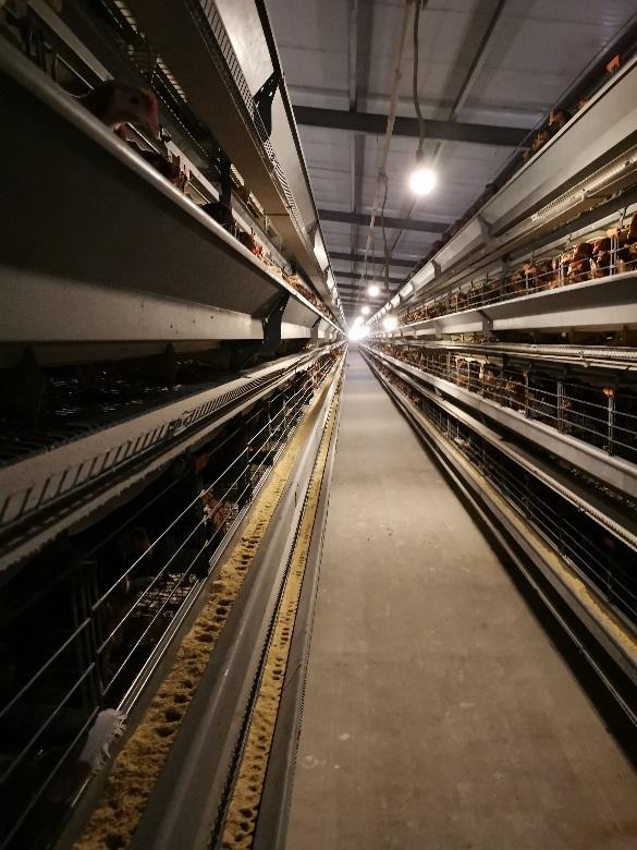 广发期货参与的2025年河南兰考花生“保险+期货”项目启动