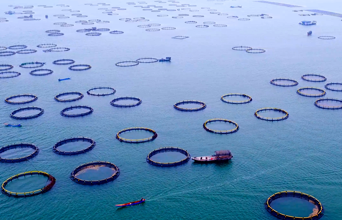 金融“鱼群”游进蓝色牧场:青岛海洋经济新养殖记