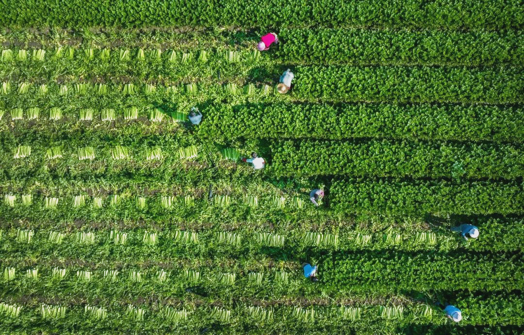 新技术、新成果、新渠道——从种子“双交会”看我国种业新趋势