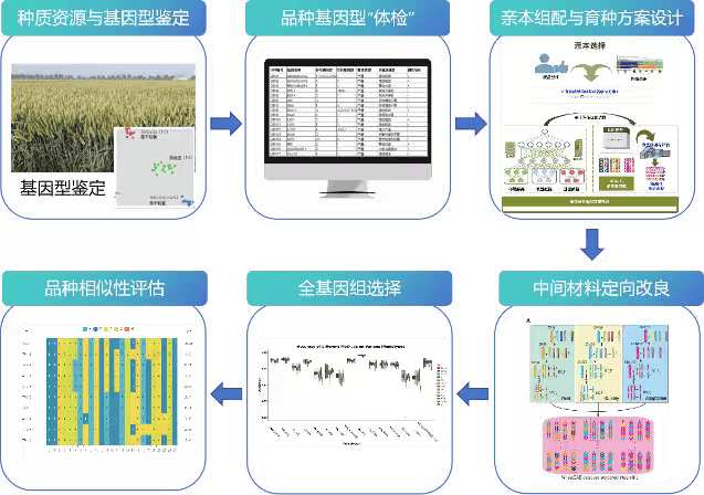 新技术、新成果、新渠道——从种子“双交会”看我国种业新趋势