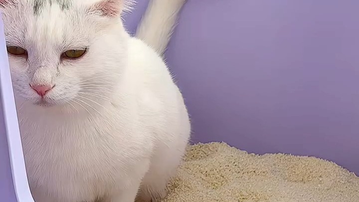 依依股份重磅收购“许翠花”剑指百亿猫砂市场 构筑卫护赛道新护城河