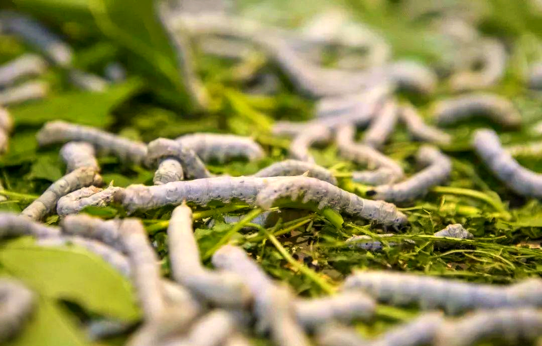 我国桑蚕茧产量约占全球75% 生丝出口占全球超60%