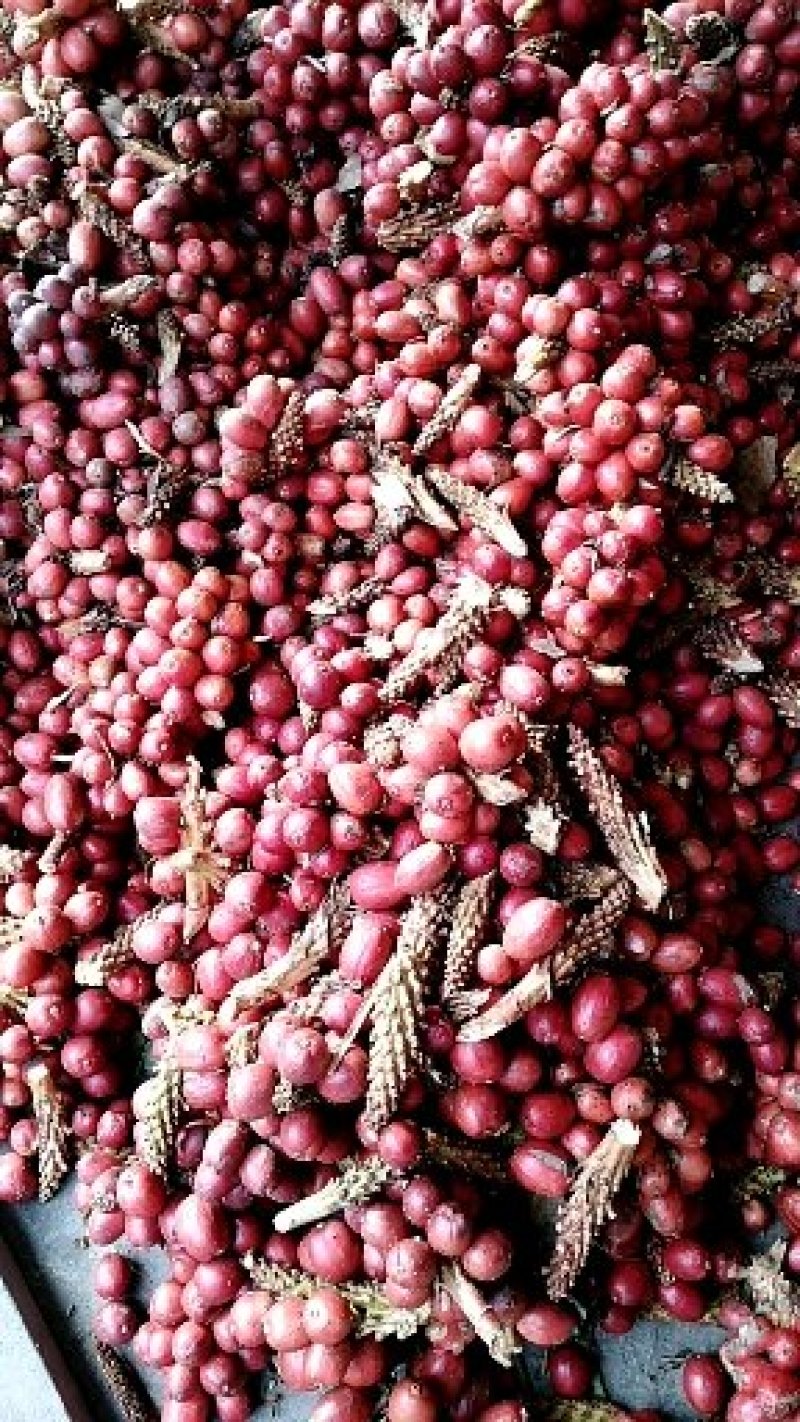 决胜“十四五” 打好收官战丨从人背马驮到无人机飞——怒江草果运输变迁背后的农业现代化转型