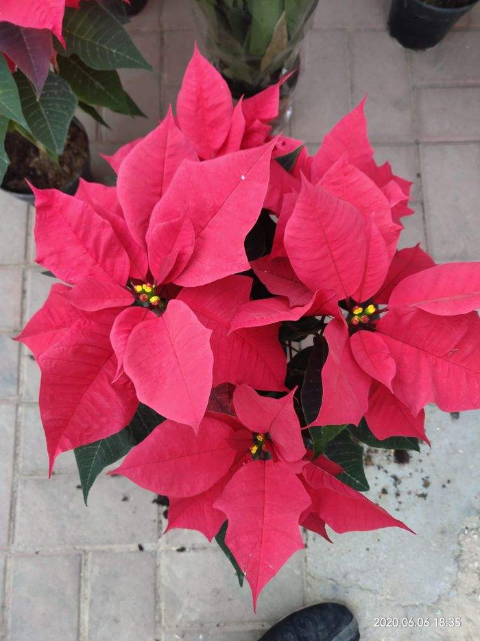 一品红：持有AR882在中国100%市场权益