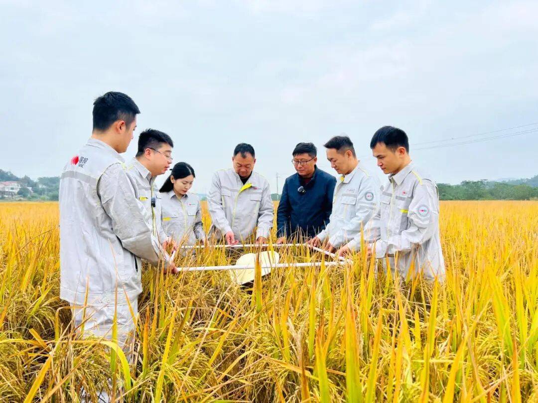 年终话“三农”|全链条发力 携手护粮安——2025年粮食和重要农产品稳产保供一线观察