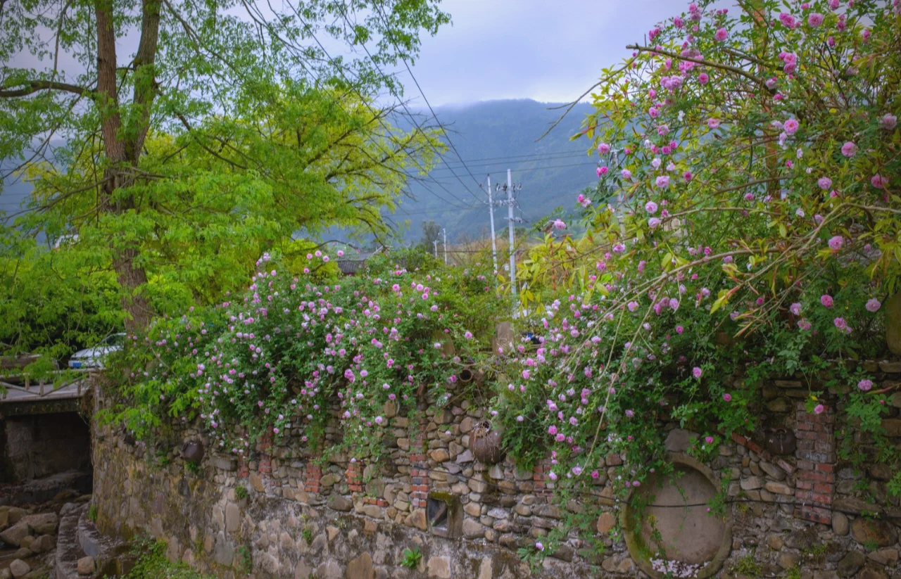 这一年，乡村振兴的魅力风景