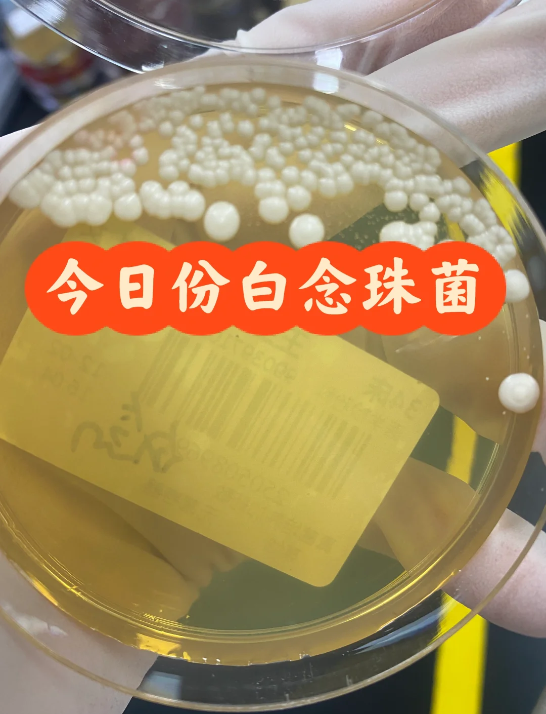 雪榕生物发布自主选育的白色金针菇新菌种