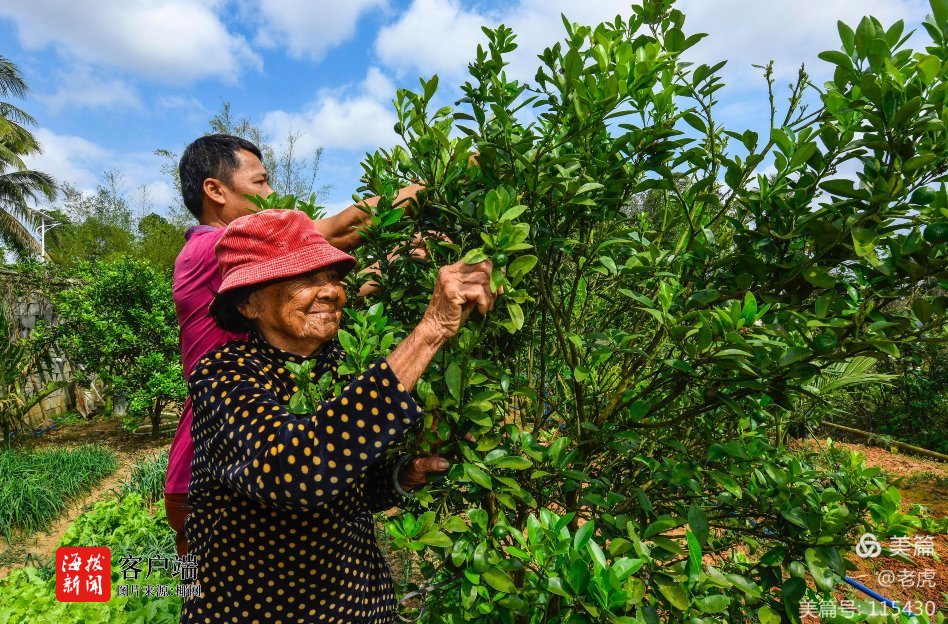 新春走基层|乡村CEO的新年计划