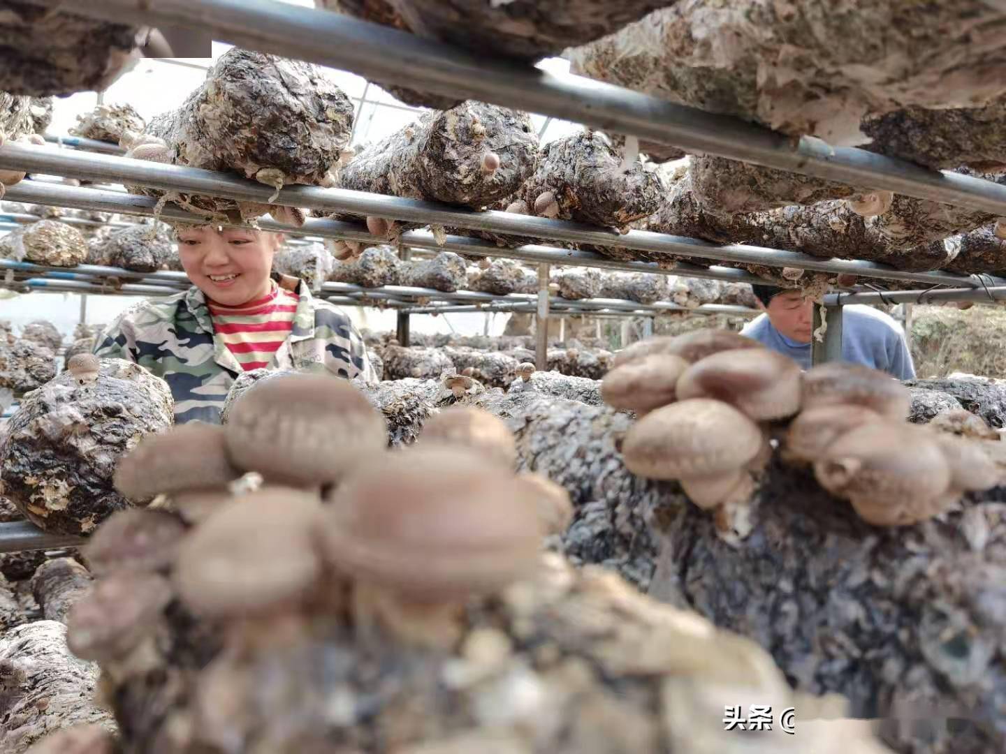 截至2025年底全国已有135家期货经营机构参与乡村振兴结对帮扶