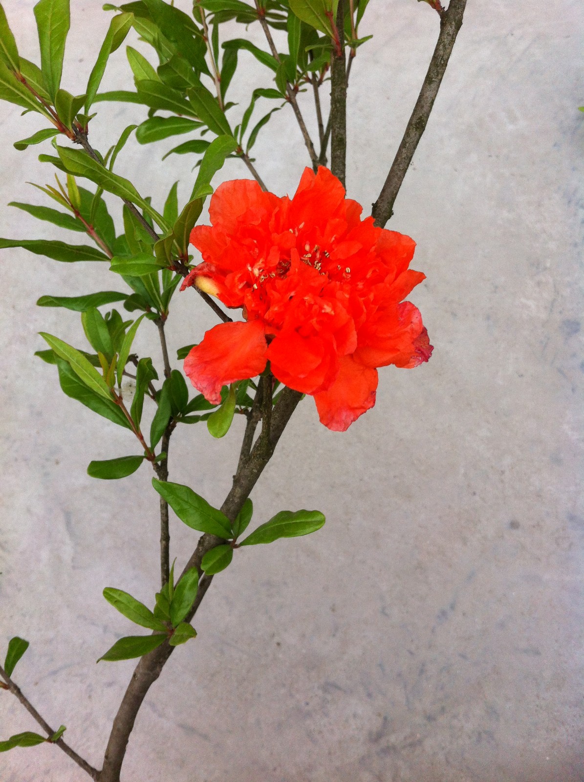 从安徽开年三朵“大红花”看正确政绩观