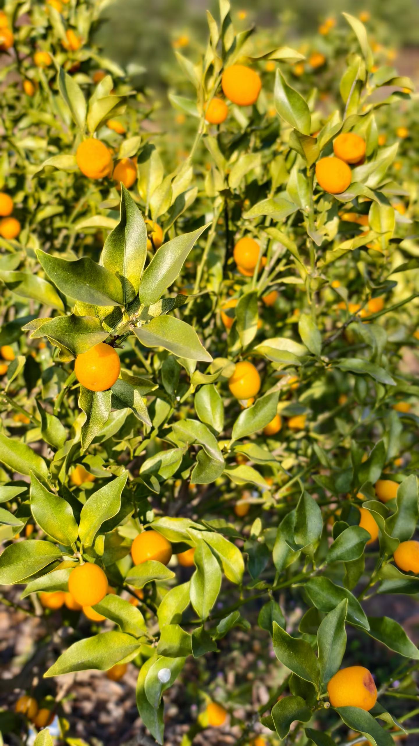 2026，山河向未来