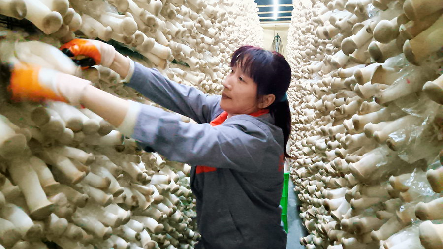 全国人大代表、百斯特投资董事长王强众：发展预制菜产业 赋能乡村振兴