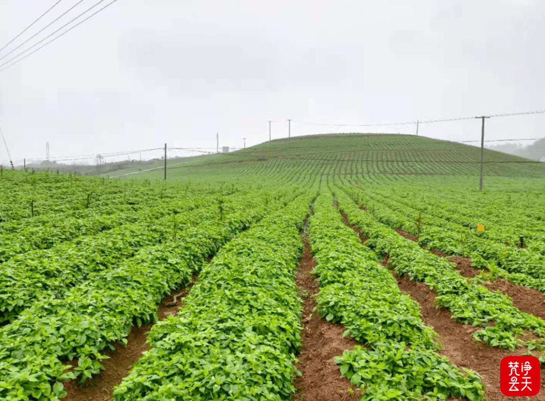 全国人大代表、百斯特投资董事长王强众：发展预制菜产业 赋能乡村振兴