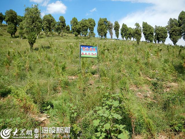 开局“十五五” 奋“企”向新行 | 在筑牢生态屏障中寻求发展新机