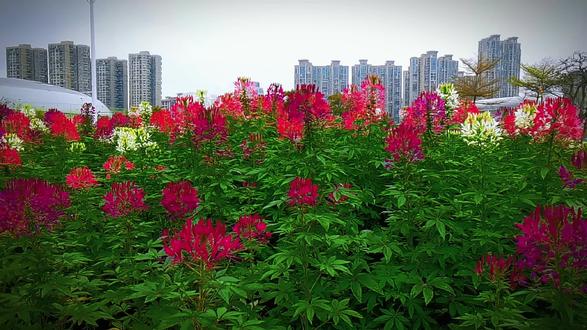 新华鲜报丨春已至！“植”绿山河