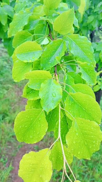 新华鲜报丨春已至！“植”绿山河