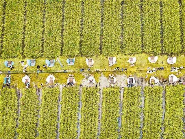 万象“耕”新 智绘“丰”景——各地春耕春管一线扫描