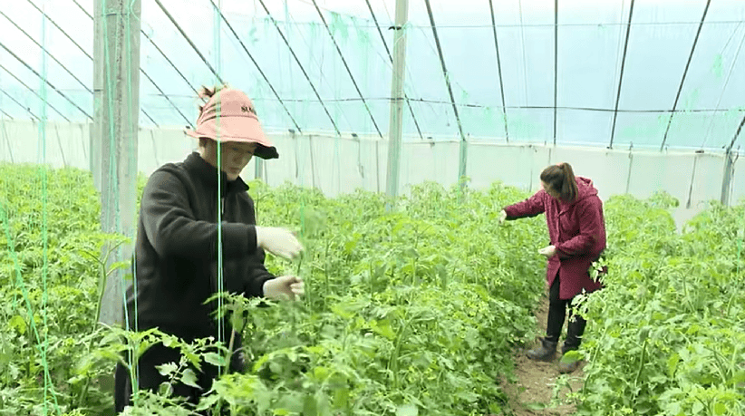 万象“耕”新 智绘“丰”景——各地春耕春管一线扫描