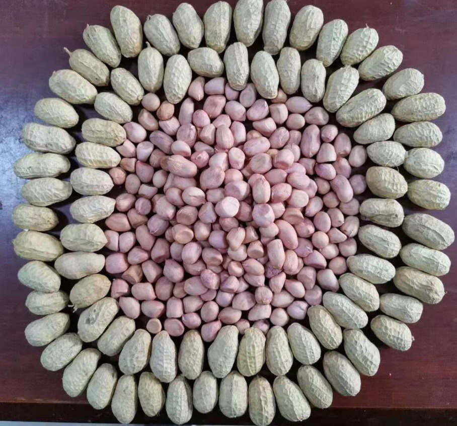 2025年河南滑县花生“保险 + 期货”项目顺利结项