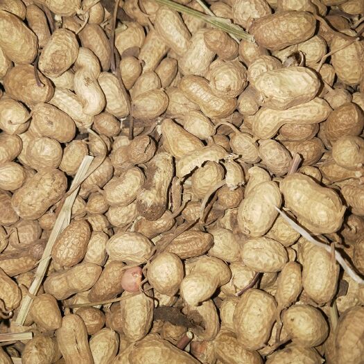 2025年河南滑县花生“保险 + 期货”项目顺利结项